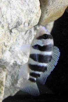 Paperback Solitary Frontosa African Cichlid Fry, for the Love of Nature: Blank 150 Page Lined Journal for Your Thoughts, Ideas, and Inspiration Book