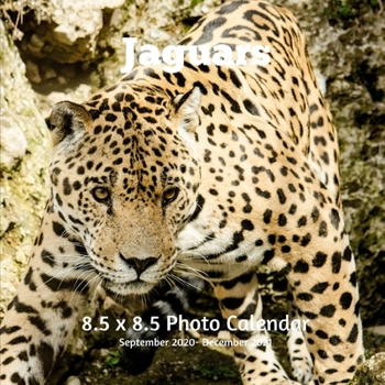Jaguars 8.5 X 8.5 Calendar September 2020 -December 2021: Monthly Calendar with U.S./UK/ Canadian/Christian/Jewish/Muslim Holidays Big Cats Animals Nature