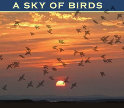 Perfect Paperback A Sky of Birds Book