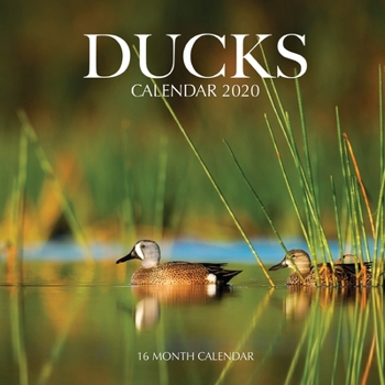 Ducks Calendar 2020: 16 Month Calendar