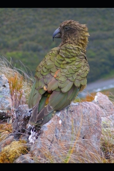 Paperback The story of the parrot and the ruling king: Speak boldly Book