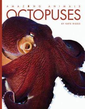 Paperback Octopuses Book