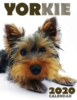 Paperback Yorkie 2020 Calendar Book