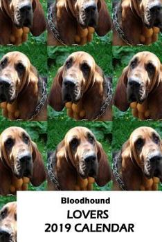 Paperback Bloodhound Lovers 2019 Calendar Book