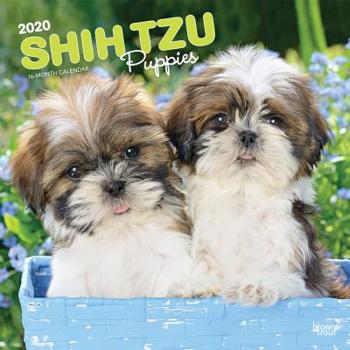 Calendar Shih Tzu Puppies 2020 Square Book