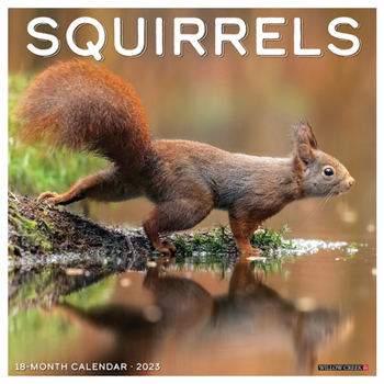 Calendar Squirrels 2023 Wall Calendar Book