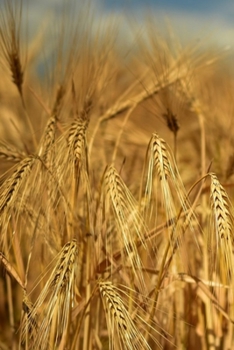 Paperback Journal: Barley Wheat Book