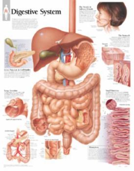 Misc. Digestive System Chart: Wall Chart Book
