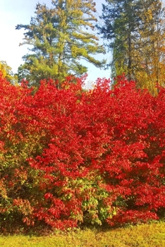 2020 Daily Planner Autumn Red Bushes Fall Trees 388 Pages: 2020 Planners Calendars Organizers Datebooks Appointment Books Agendas