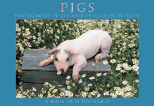 Card Book Pigs: A Book of 21 Postcards Book