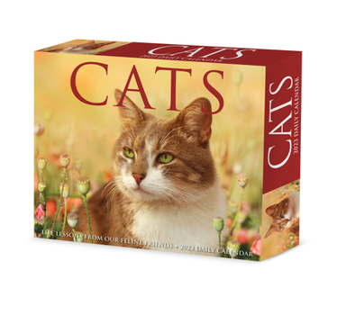 Calendar Cats 2023 Box Calendar Book