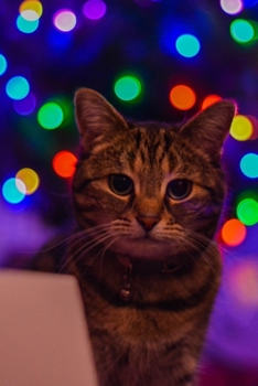 Paperback Kalender Katze im buntem Licht [German] Book