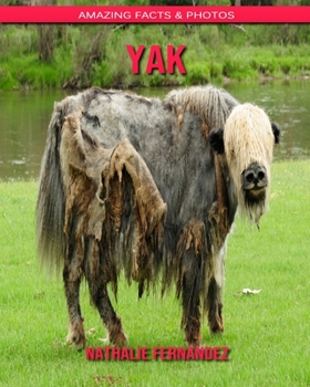 Yak: Amazing Facts & Photos