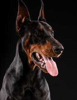 Paperback Doberman Pinscher Notebook: 8.5 x 11, College Ruled, 150 Pages for Elementary, Primary, Middle, High School or University For Dobie Fans Book