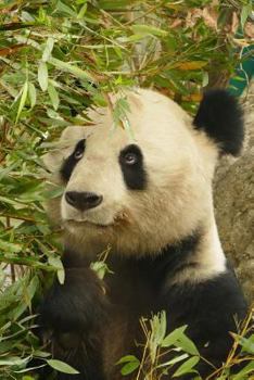 Cute Animal Journal #10 : Panda (Lined Pages)