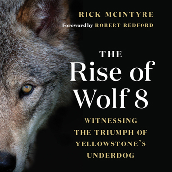 Paperback The Rise of Wolf 8: Witnessing the Triumph of Yellowstone's Underdog Book
