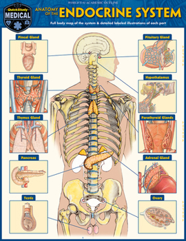 Misc. Anatomy of the Endocrine System: A Quickstudy Laminated Reference Guide Book
