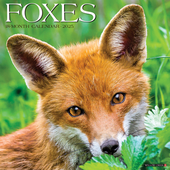 Calendar Foxes 2025 12 X 12 Wall Calendar Book