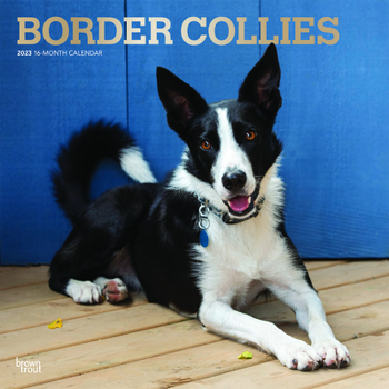 Calendar Border Collies 2023 Square Foil Book