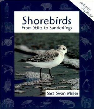 Library Binding Shorebirds: From Stilts to Sanderlings Book