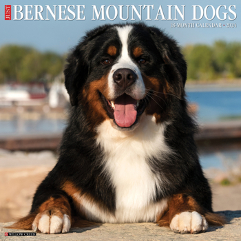 Calendar Just Bernese Mountain Dog 2024 12 X 12 Wall Calendar Book