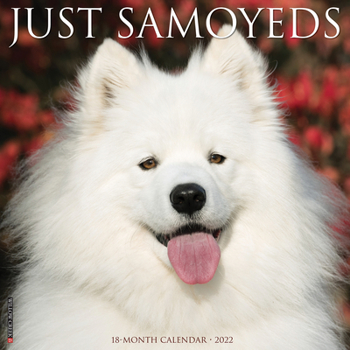 Calendar Just Samoyeds 2022 Wall Calendar (Dog Breed) Book