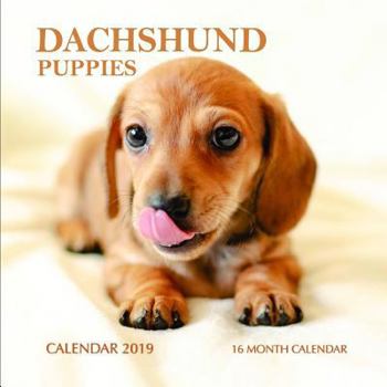 Dachshund Puppies Calendar 2019: 16 Month Calendar