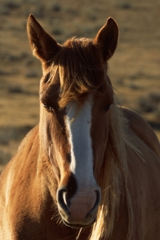 2020 Daily Planner Horse Photo Equine Horse Western Background 388 Pages: 2020 Planners Calendars Organizers Datebooks Appointment Books Agendas