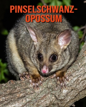 Pinselschwanz-Opossum: Erstaunliche Fakten & Bilder
