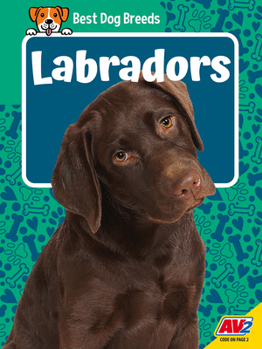 Labradors (Best Dog Breeds)