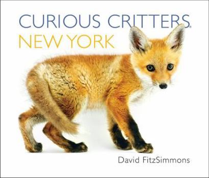 Board book Curious Critters New York Book