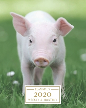 Paperback 2020: Weekly and Monthly Planner/Calendar Jan 2020 - Dec 2020 Tiny Pig Book