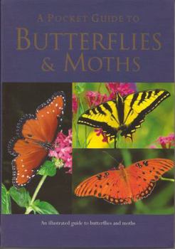 Paperback A Pocket Guide to Butterflies & Moths Book