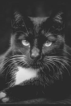 Paperback Witch's Familiar Black Cat Notebook Book