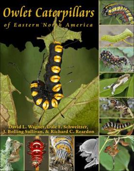 Paperback Owlet Caterpillars of Eastern North America Book