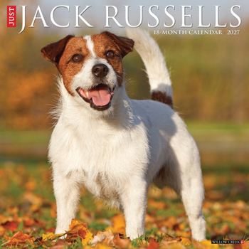 Jack Russells 2027 12 X 12 Wall Calendar