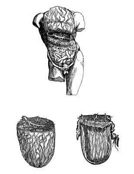 Anatomy Notebook: Omentum - Andreas Vesalius Anatomy Art College Ruled Notebook | 110 Pages (Andreas Vesalius White Cover)