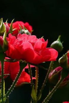 Paperback Red Roses Notebook Book