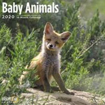 Calendar Baby Animals Wall Calendar 2020 Book