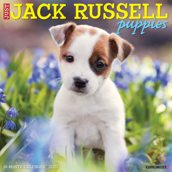 Calendar Just Jack Russell Puppies 2022 Wall Calendar (Dog Breeds) Book
