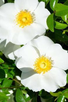 Paperback Georgia State Flower - Cherokee Rose Journal: 150 page lined notebook/diary Book