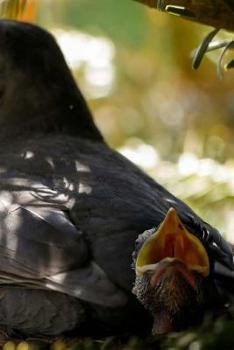 Paperback A Nest Of Birds Notebook Book