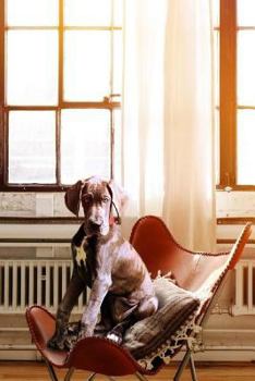 Paperback Dog On A Chair Notebook Book