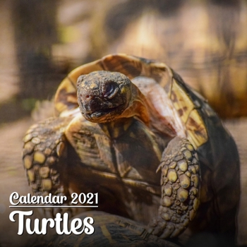 Paperback Calendar 2021 Turtles: Cute Turtles Photos Monthly Mini Calendar - Small Size Book