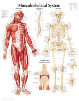 Wall Chart Musculoskeletal System Chart: Wall Chart Book