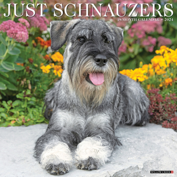Calendar Just Schnauzers 2024 12 X 12 Wall Calendar Book