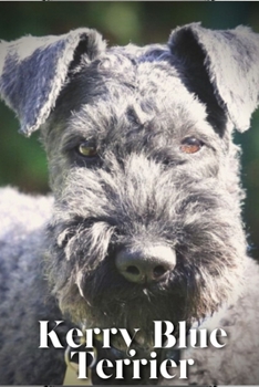 Kerry Blue Terrier: Dog breed overview and guide