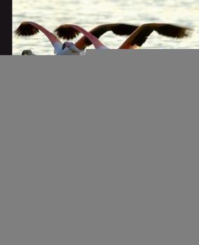 Paperback Jbpm Developer Guide Book