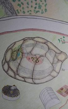 Paperback The Turtle Test Book