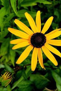 Paperback yellow diasy Book